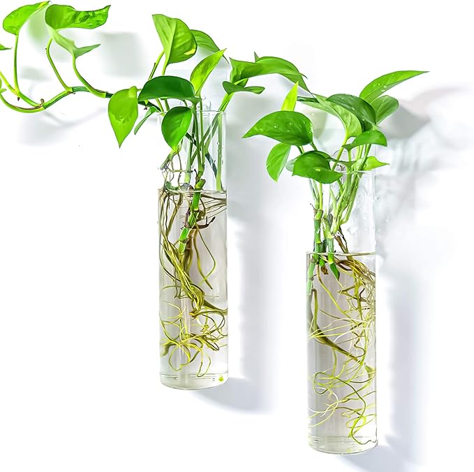 Kingbuy Wall-Mounted Plant Terrarium Propagation